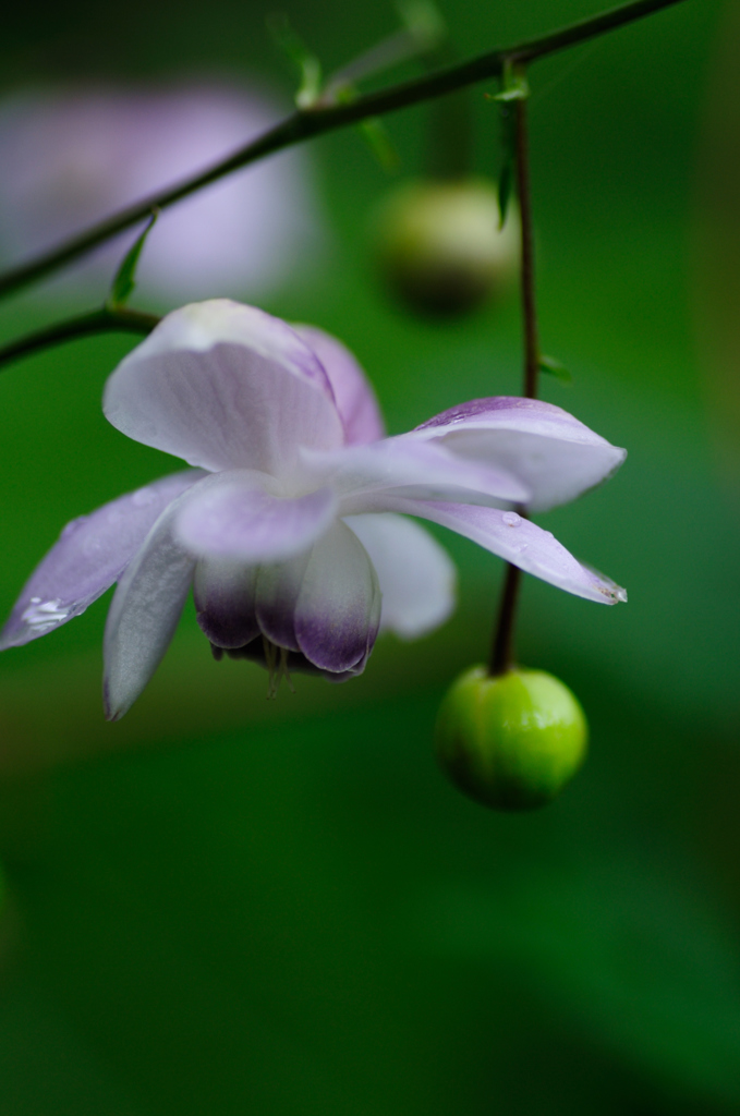レンゲショウマ