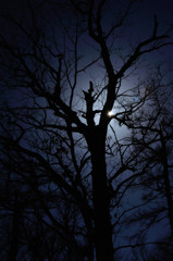 冬枯れの木の向こうに