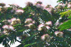 夕陽に咲く・・・合歓の花