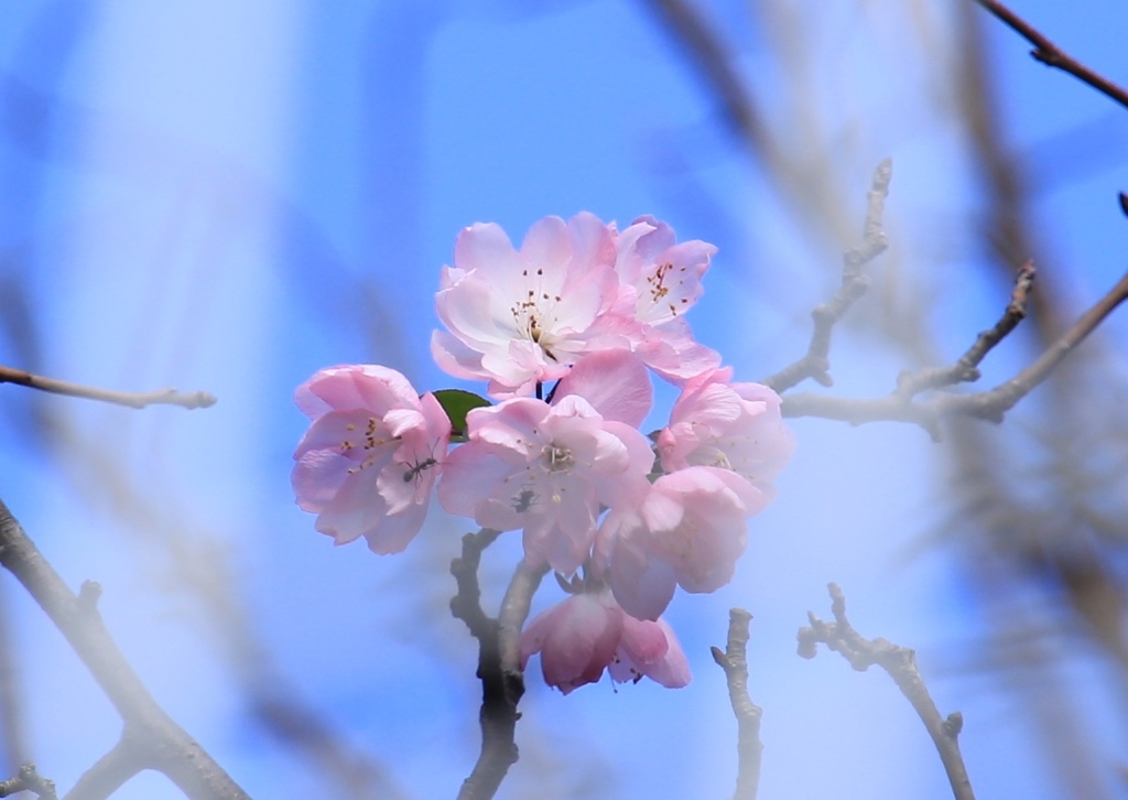 晩秋桜
