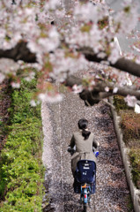 花びらの道を行く