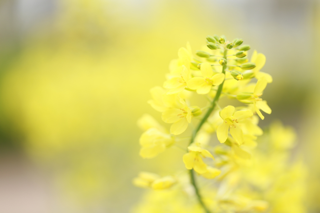 ハボタンの花