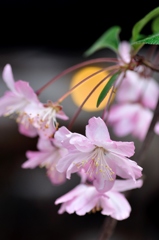 花かいどう