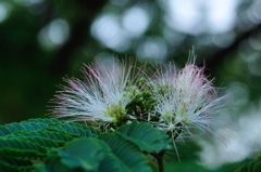 合歓の花