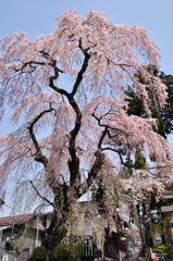 虚空蔵尊の枝垂れ桜