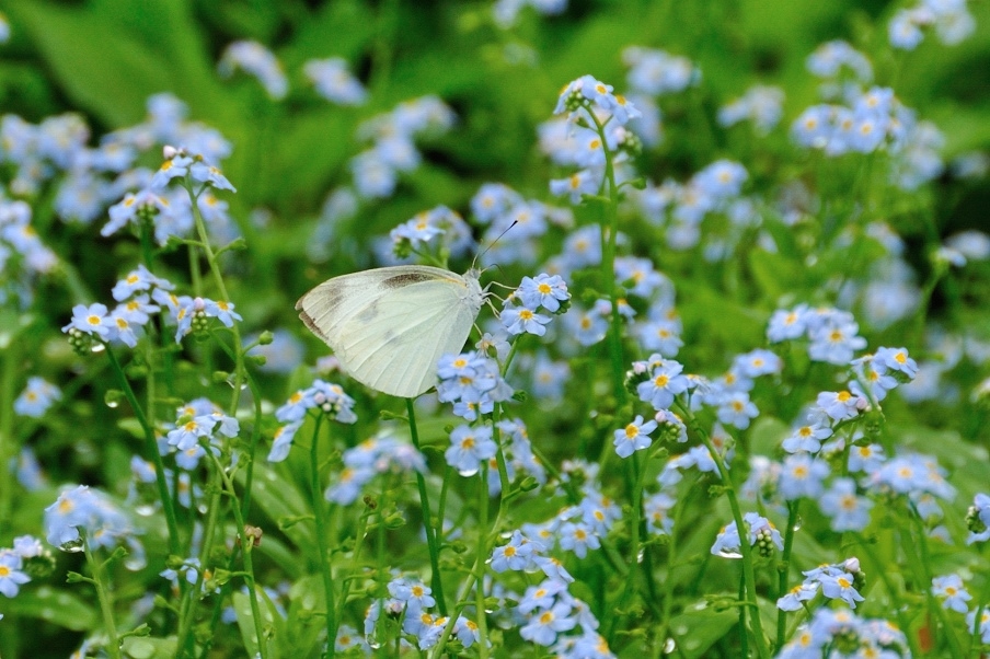 忘れな草の中で