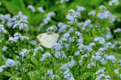 忘れな草の中で