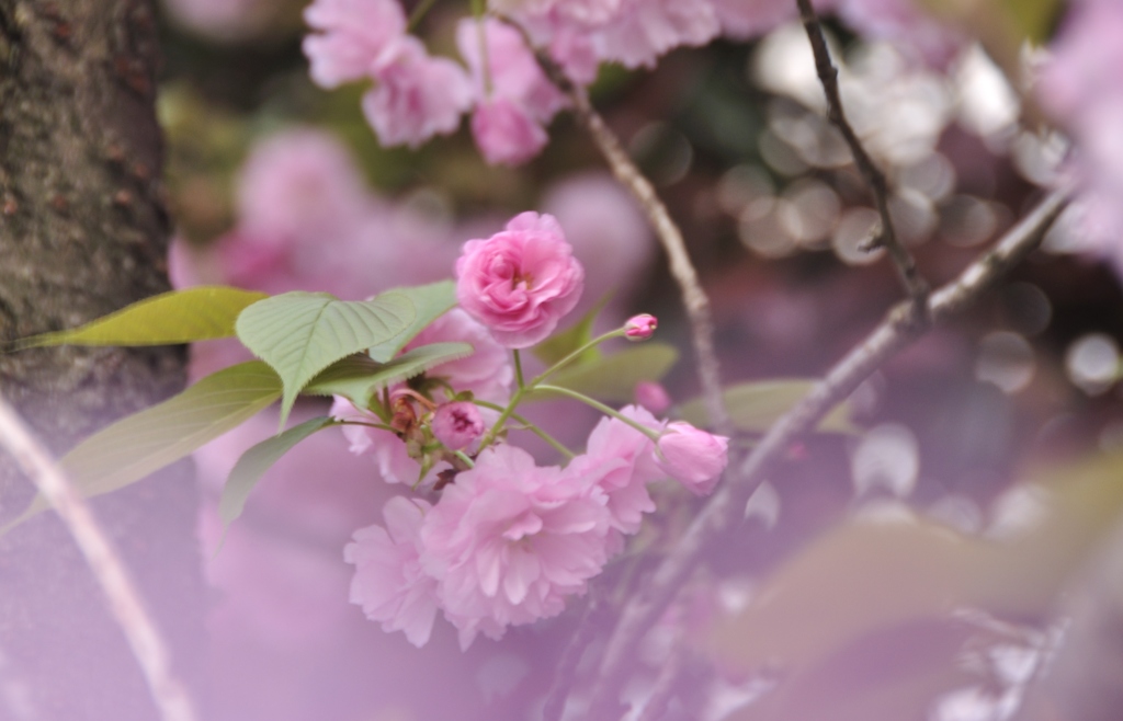 最後の桜