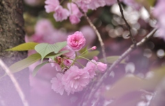 最後の桜