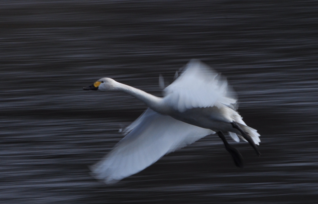 流し撮り練習　３