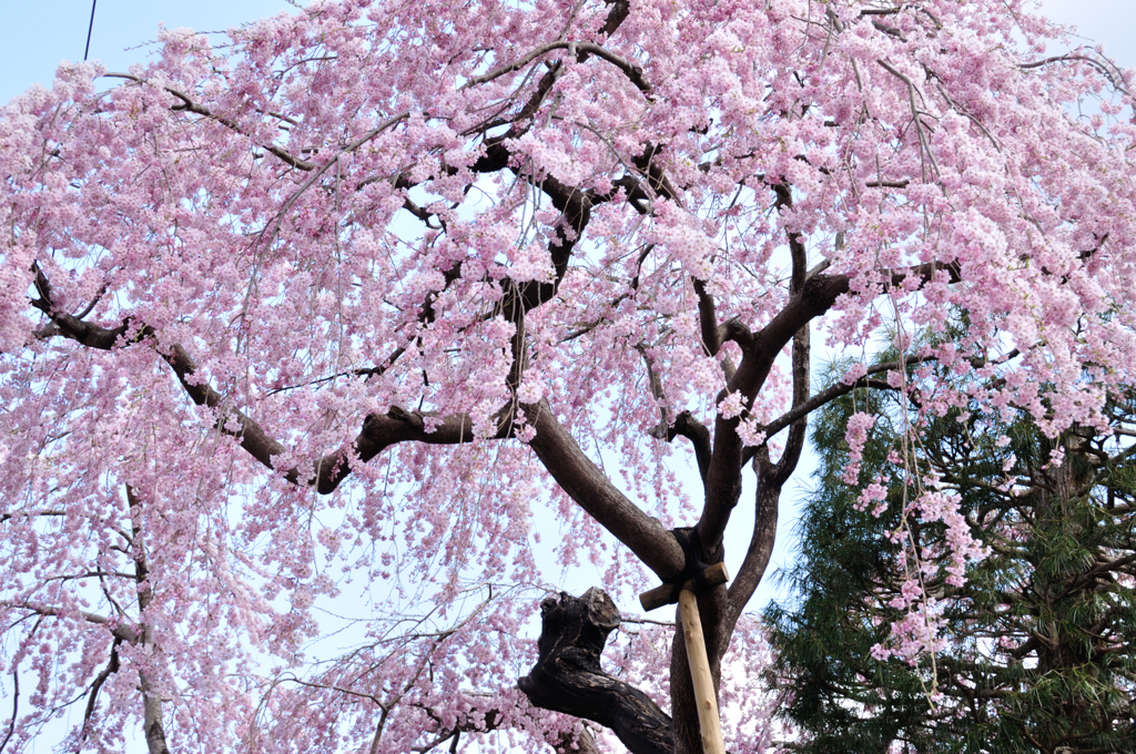 枝垂れ桜