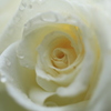 雨後の白薔薇