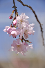 寒桜