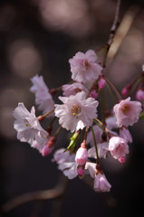 キャンパス内の枝垂れ桜　１