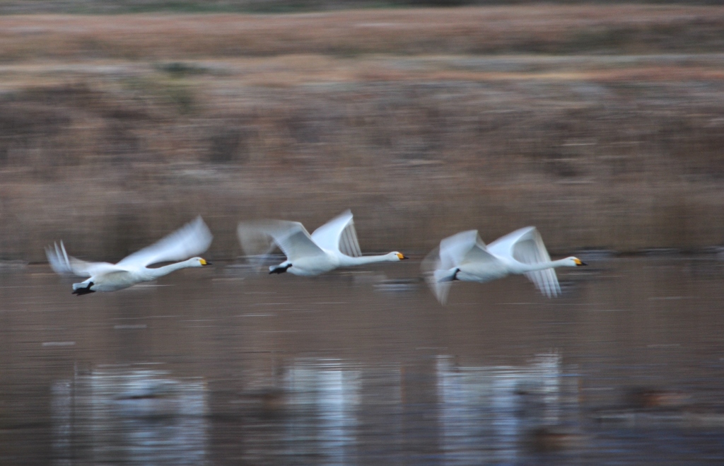 流し撮り練習　２