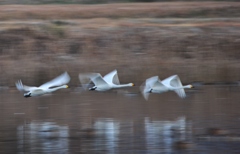 流し撮り練習　２