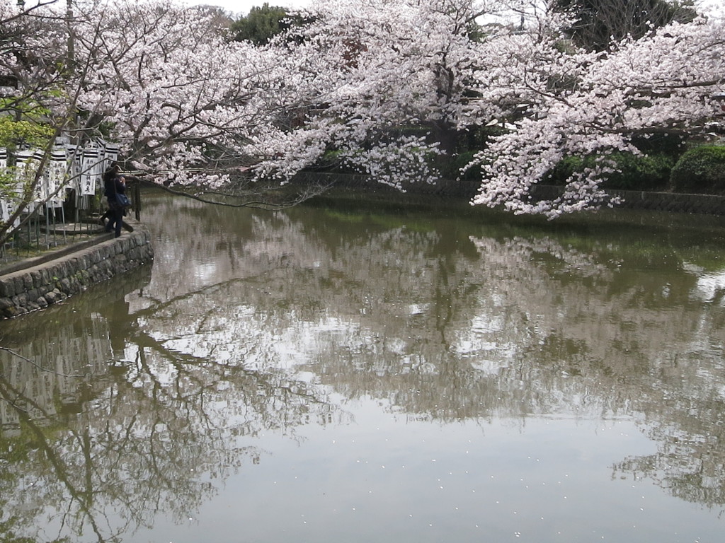 鶴岡八幡宮の桜