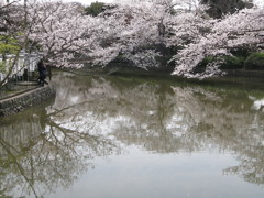 鶴岡八幡宮の桜