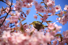 春よ~　おとなしいメジロ