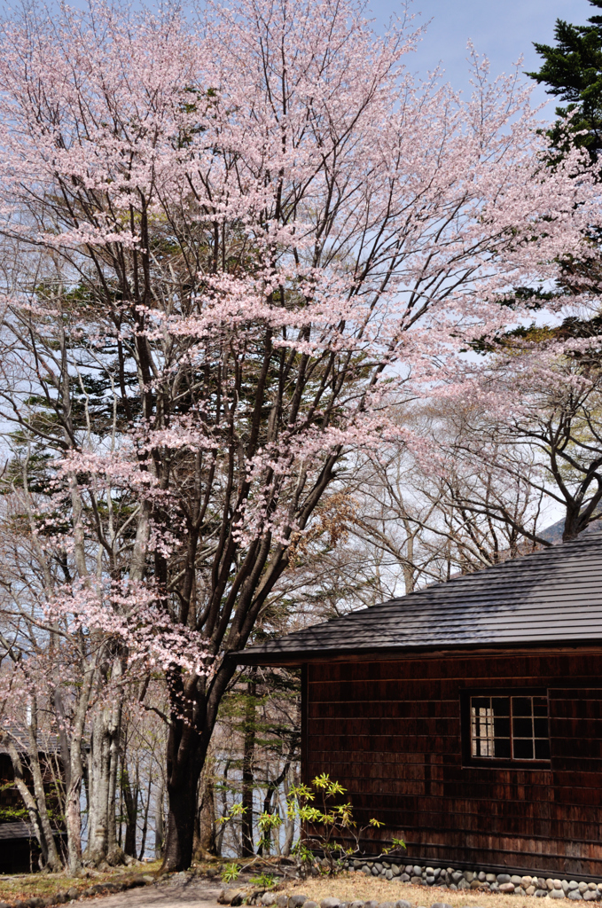 イタリア大使館の桜