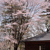 イタリア大使館の桜