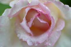 雨の日のバラ