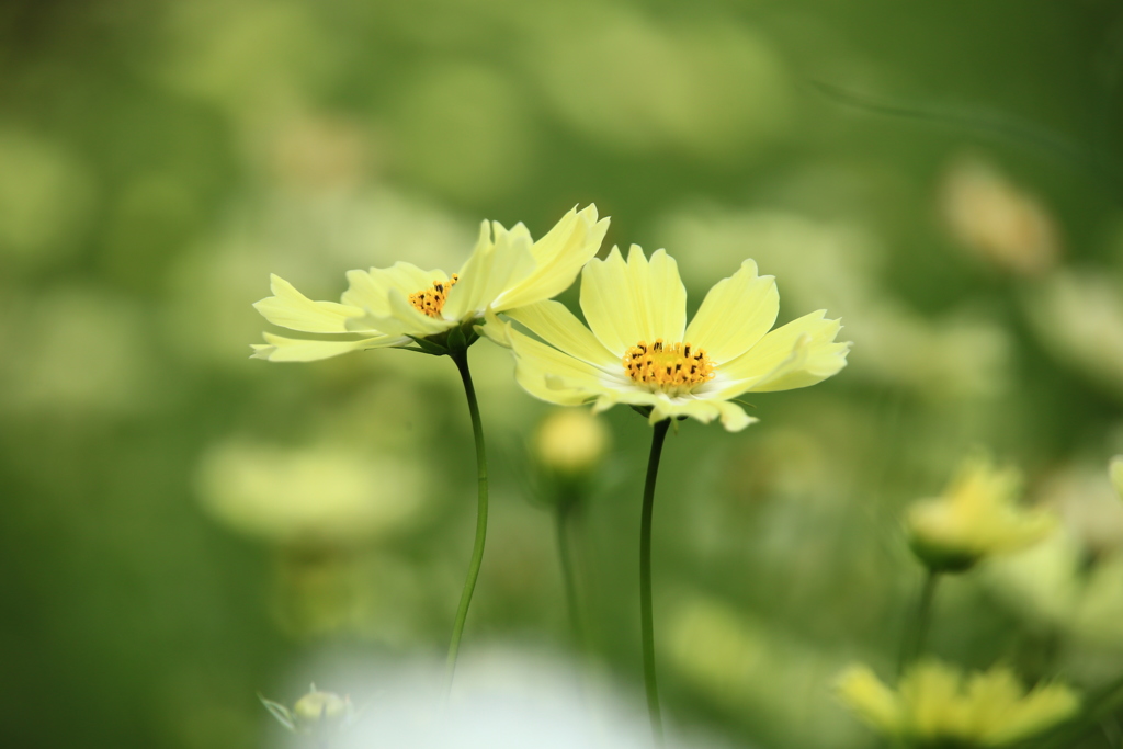 黄花コスモス