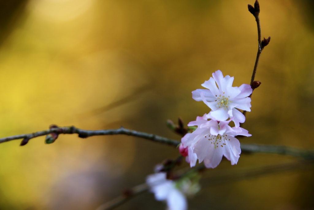 十月桜