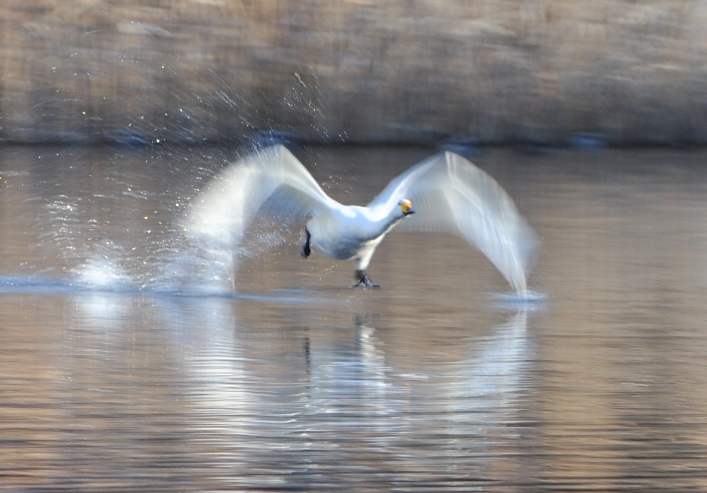 流し撮り練習　４