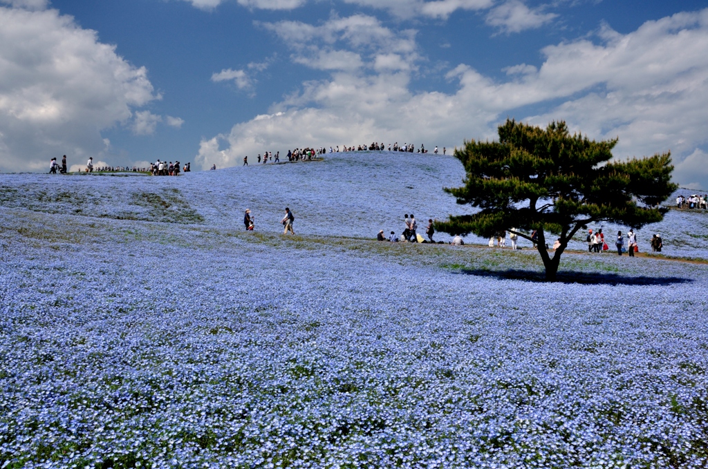 ひたち海浜公園