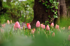 チューリップの語らい　２