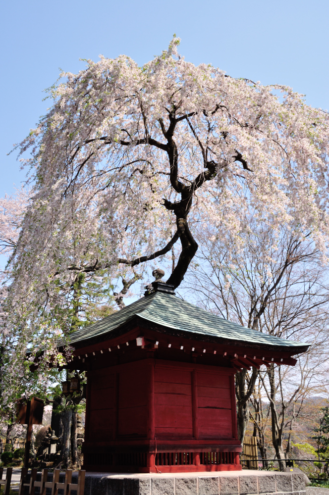 日光　観音寺のさくら