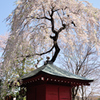 日光　観音寺のさくら