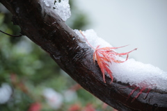 雪に散る