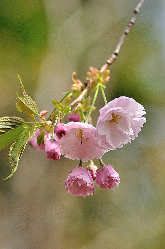 八重桜
