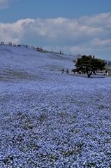 ひたち海浜公園