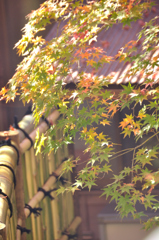 日本の秋
