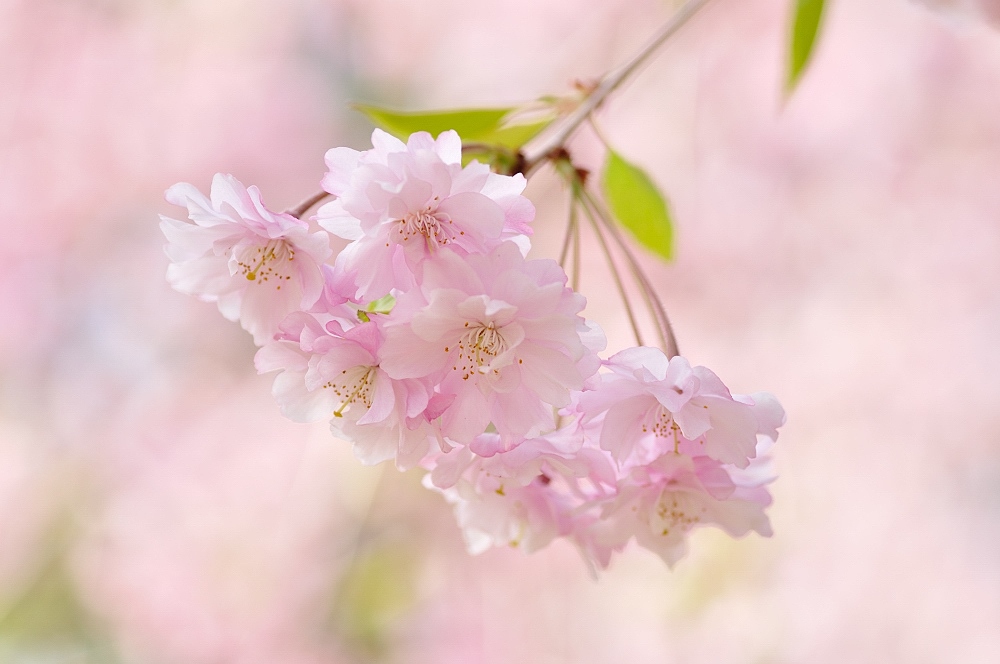 八重桜
