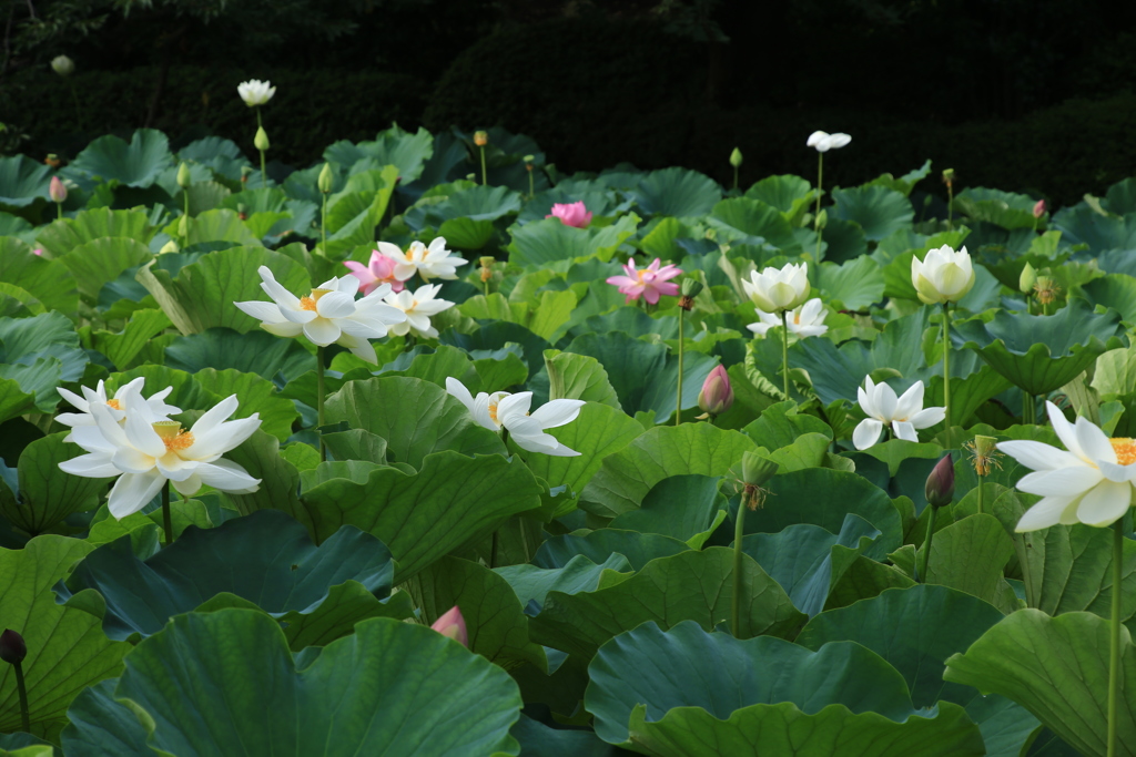 鶴岡八幡宮の蓮