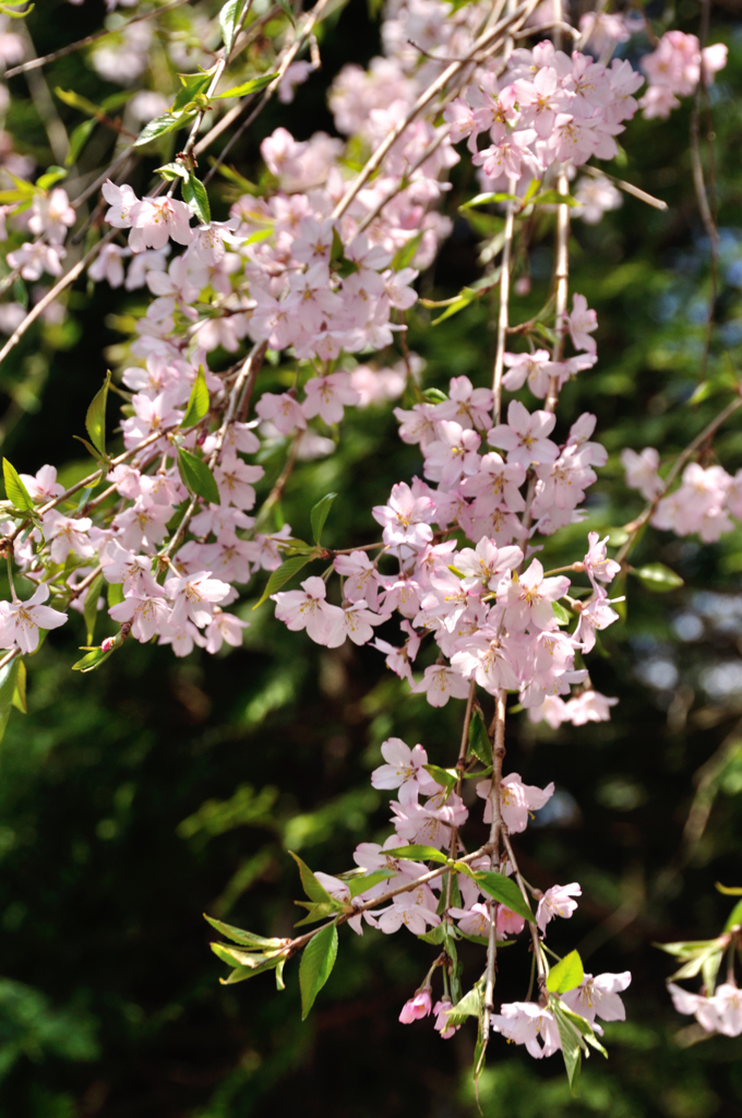 枝垂れ桜