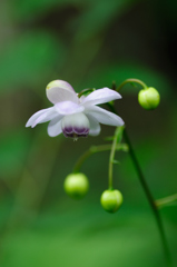 レンゲショウマ