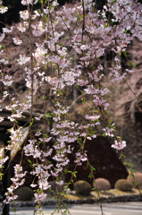 枝垂れ桜　２