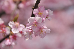 河津桜