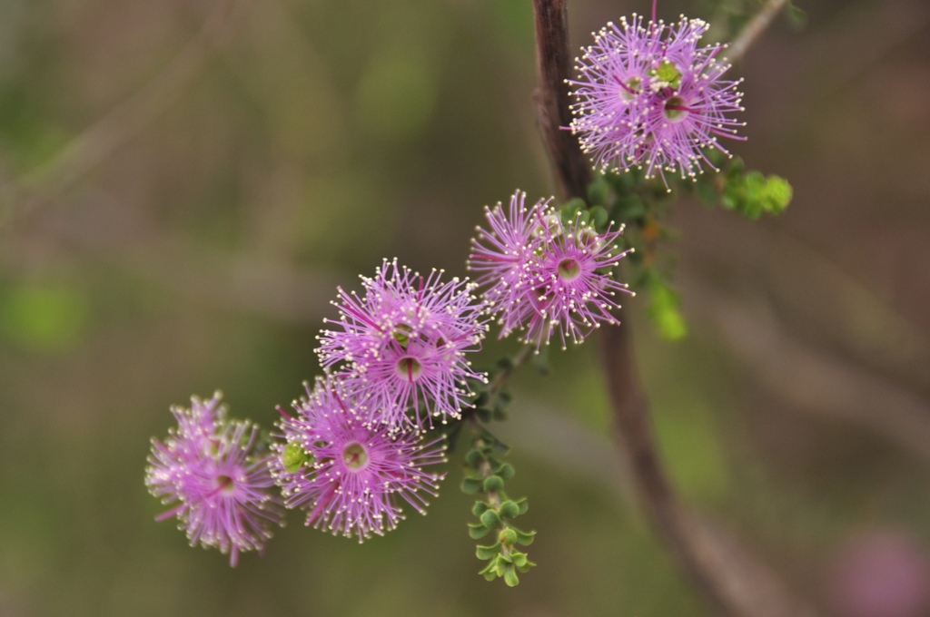 線香花火・・・？