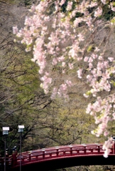 神橋と桜
