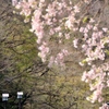 神橋と桜