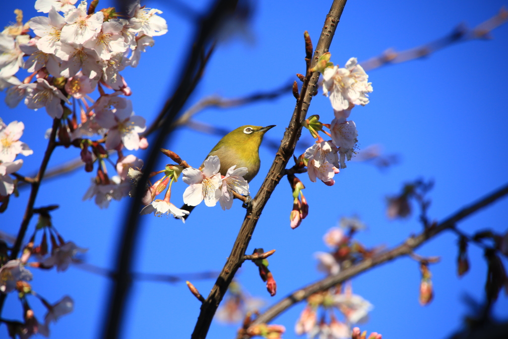 もう桜が・・・