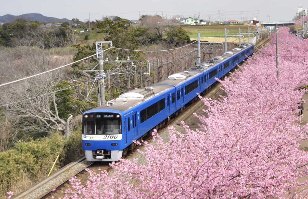 河津桜とブルースカイトレイン