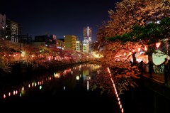 『横浜の桜並木』