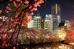 『ランドマークと桜』